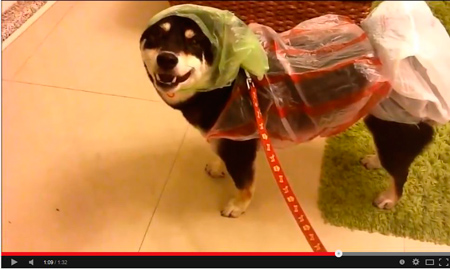 Impermeable improvisado para perro hecho con tres bolsas de plástico - Canal de phxtw