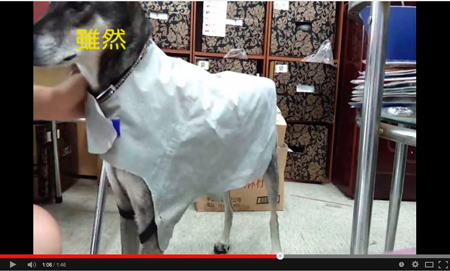 diy - Dog raincoat - Canal de 白小白